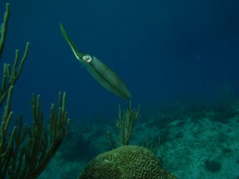 this picture was taken spring 04 in on grand cayman at su... by Natalie Sellers 
